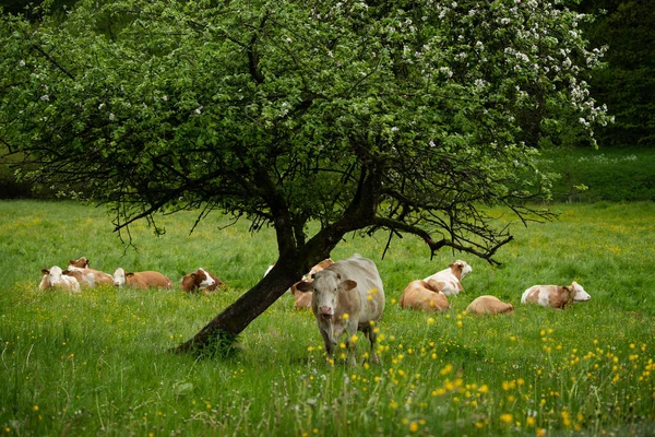 Vaches Sur Une Prairie Printemps Regardant Vers Caméra — Photo