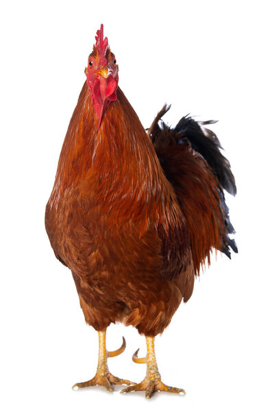 New hampshire cock isolated on white background looking to the camera