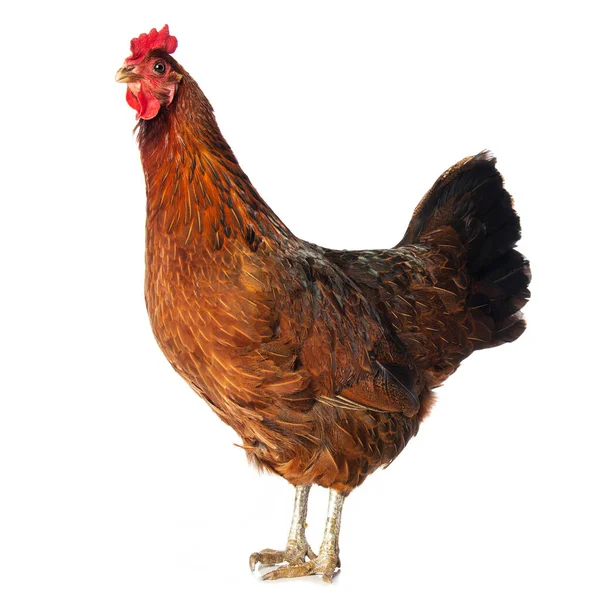 Beyaz Arka Planda Izole Edilmiş Tavuk Kameraya Bakıyor — Stok fotoğraf