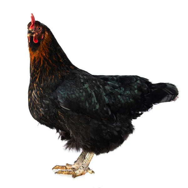 Черная Курица Изолированная Белом Смотрит Камеру — стоковое фото