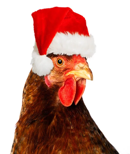Găină Mare Pălărie Moș Crăciun Izolată Alb Uitându Cameră — Fotografie, imagine de stoc