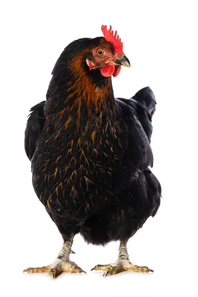Черная Курица Изолированная Белом Смотрит Камеру — стоковое фото