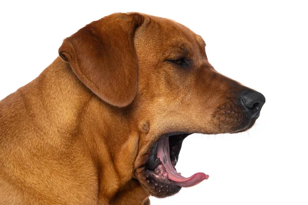 Broholmer Köpeği Beyaz Arka Planda Izole Edilmiş Kameraya Bakıyor — Stok fotoğraf