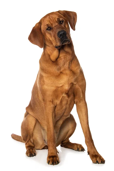Broholmer Hund Isolerad Vit Bakgrund Tittar Kameran — Stockfoto