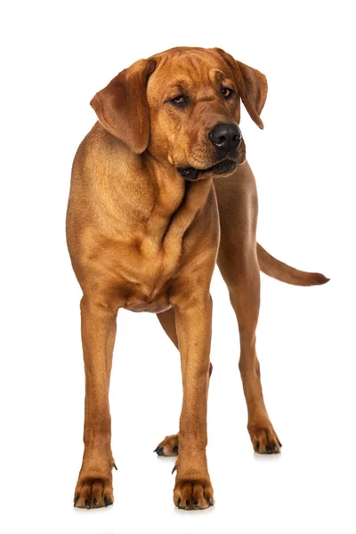 Broholmer Hund Isolerad Vit Bakgrund Tittar Kameran — Stockfoto