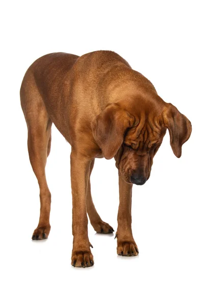 Broholmer Cão Isolado Fundo Branco Olhando Para Baixo — Fotografia de Stock