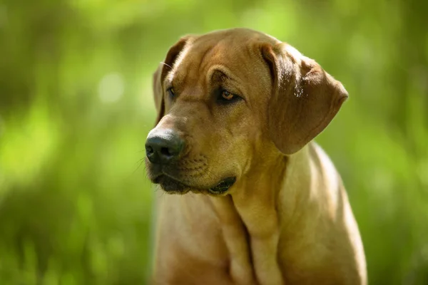 Broholmer Cão Natureza Fundo — Fotografia de Stock