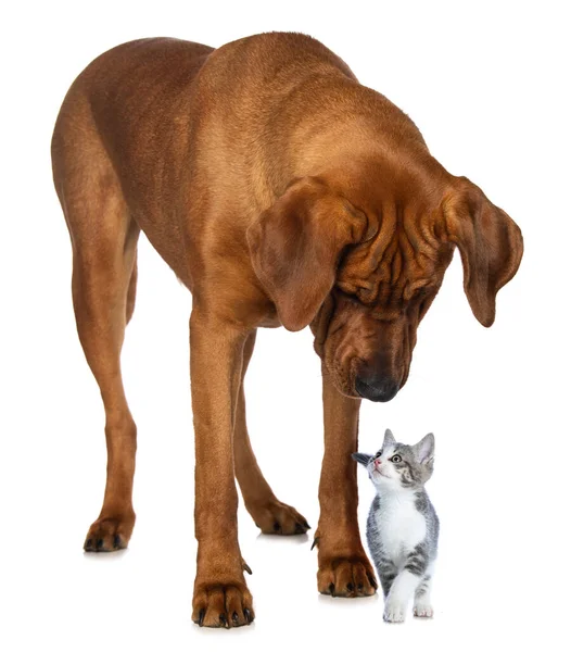 Broholmer Köpeği Beyaz Arka Planda Soyutlanmış Bir Kedi Yavrusu — Stok fotoğraf