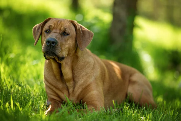 Broholmer Hond Natuur Achtergrond — Stockfoto