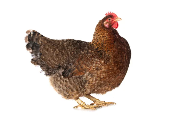 Beyaz Arka Planda Izole Edilmiş Tavuk Kameraya Bakıyor — Stok fotoğraf