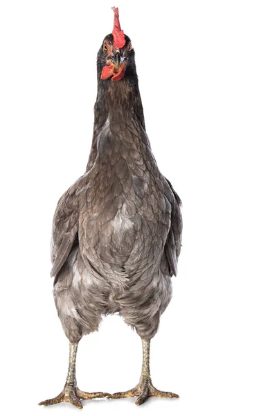Beyaz Arka Planda Izole Edilmiş Gri Tavuk Kameraya Bakıyor — Stok fotoğraf