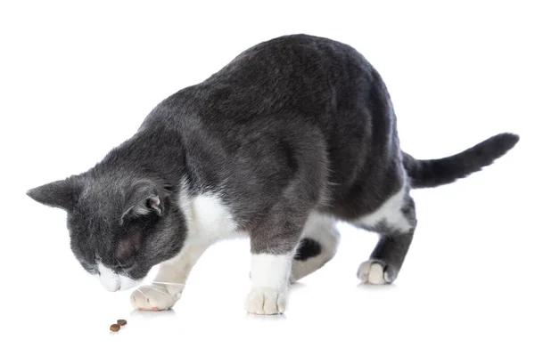 stock image Cute cat isolated on white background