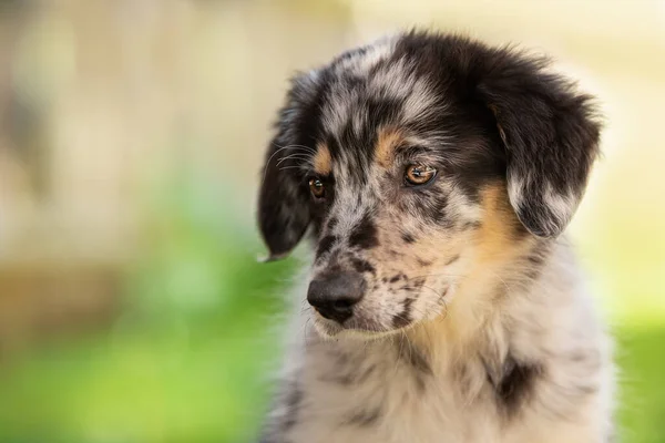 Potret Anak Anjing Tua Penggembala Jerman — Stok Foto