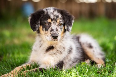 Yaşlı bir Alman çoban köpeğinin portresi.