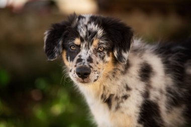 Yaşlı bir Alman çoban köpeğinin portresi.