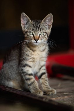 Çiftlikteki tekir kedicik