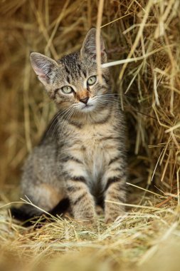Çiftlikteki tekir kedicik