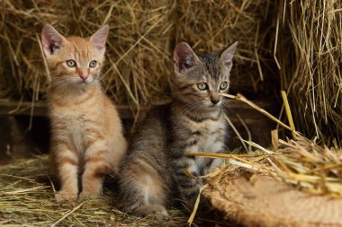 Çiftlikteki kırmızı tekir kedicik