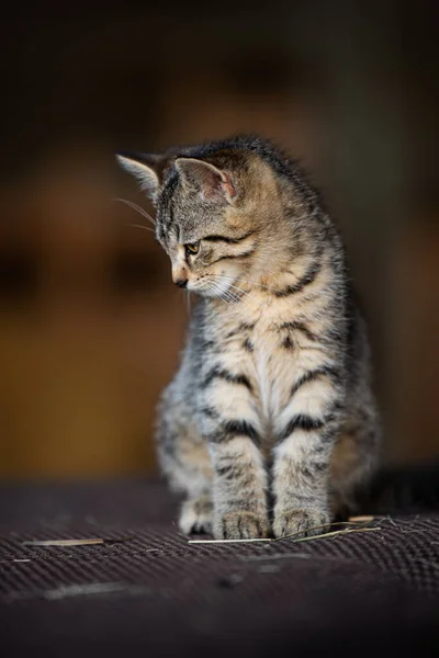 Tabby Kitten Farm — Stock Photo, Image