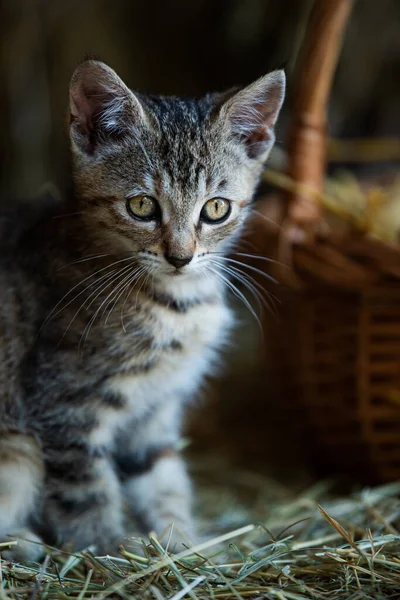 Kotek Tabby Farmie — Zdjęcie stockowe
