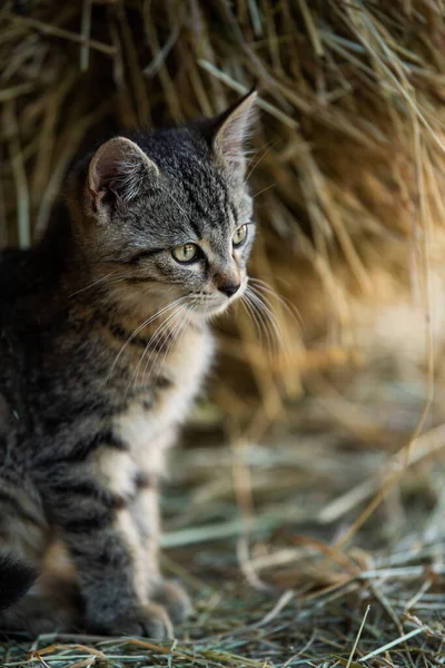 Tabby Kätzchen Auf Einem Bauernhof — Stockfoto