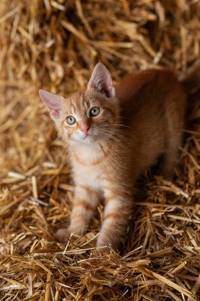 Tabby Kätzchen Auf Einem Bauernhof — Stockfoto