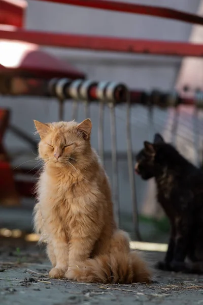Streunende Katze Auf Dem Bauernhof Blickt Die Kamera — Stockfoto