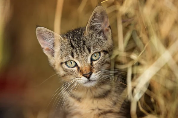 農場のタビー子猫 — ストック写真