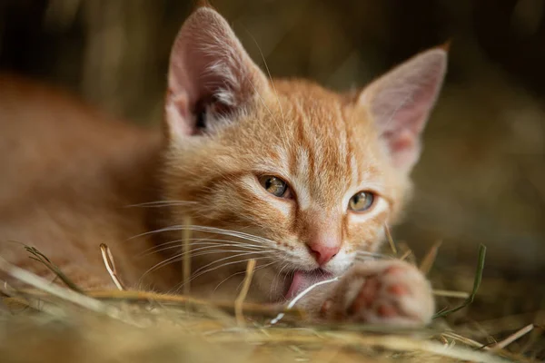 Red Tabby Kätzchen Auf Einem Bauernhof Suchen — Stockfoto