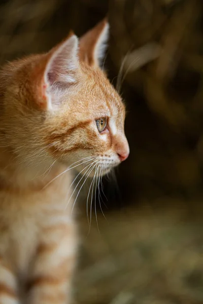農場で赤いタビー子猫を探しています — ストック写真