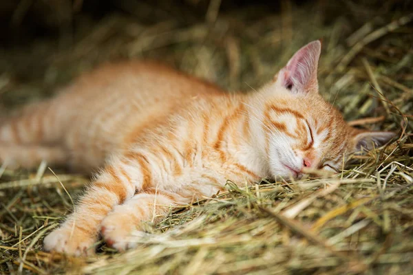 Red Tabby Kitten Farm Looking — Stock Photo, Image