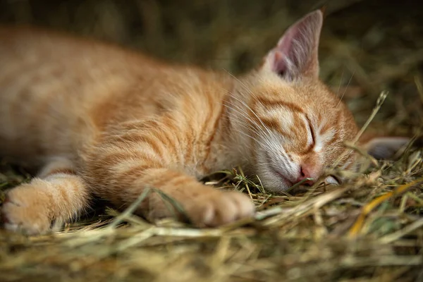 Red Tabby Kitten Farm Looking — Stock Photo, Image