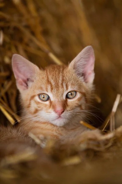Red Tabby Kätzchen Auf Einem Bauernhof Suchen — Stockfoto
