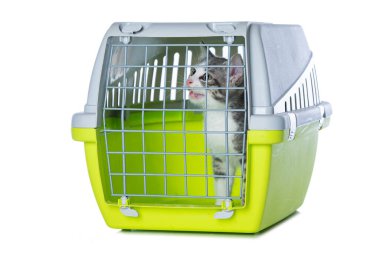 Sevimli tekir kedicik bir nakliye kutusunda yalnız başına beyaza bakıyor.