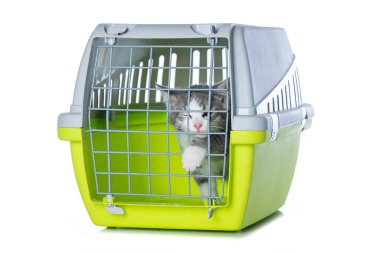 Sevimli tekir kedicik bir nakliye kutusunda yalnız başına beyaza bakıyor.