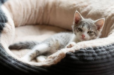 Kedi yatağında yatan sevimli kedi yavrusu.