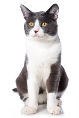 Beyaz arka planda izole şirin kedi