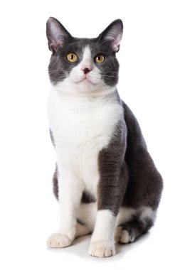 Beyaz arka planda izole şirin kedi