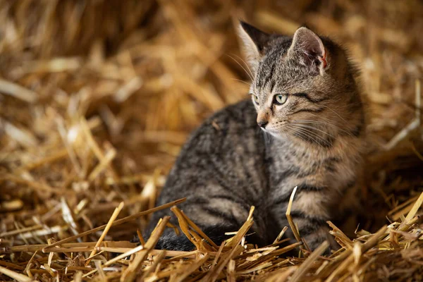 Kotek Tabby Farmie — Zdjęcie stockowe