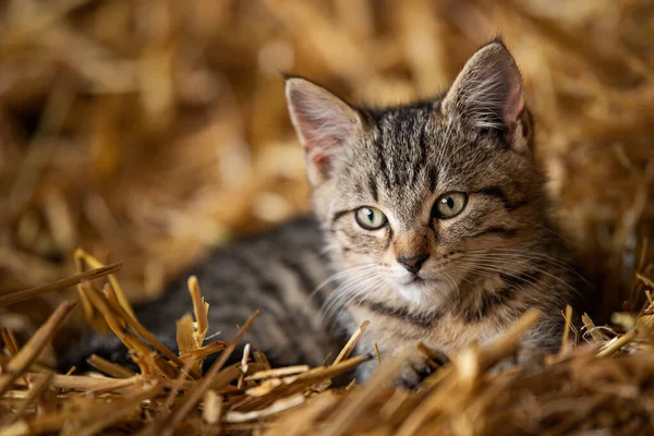 農場のタビー子猫 — ストック写真
