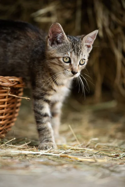 Tabby Anak Kucing Sebuah Peternakan — Stok Foto