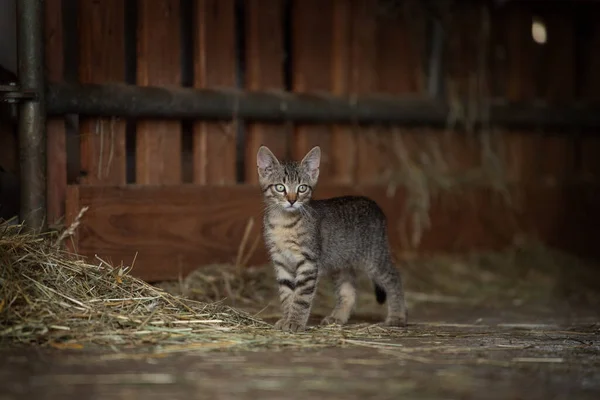 Tabby Kitten Farm — Stock Photo, Image