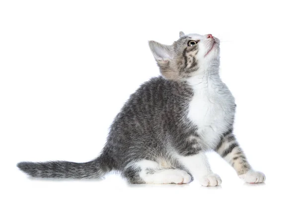 Aranyos Cica Elszigetelt Fehér Látszó Hoz Kamera — Stock Fotó