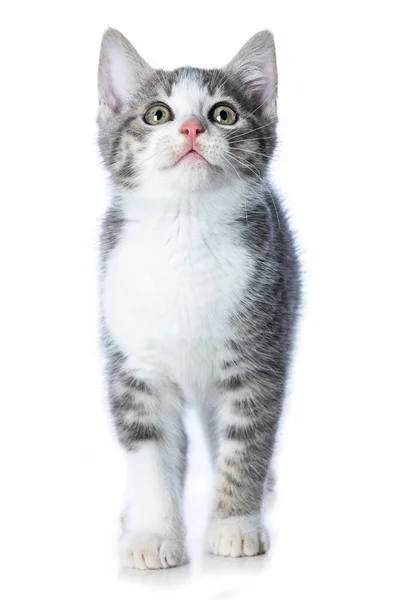 Roztomilé Tabby Kotě Izolované Bílém Pohledu Kamery — Stock fotografie