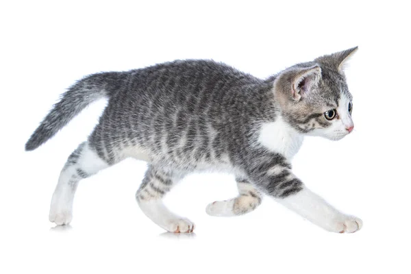 Schattig Tabby Kitten Geïsoleerd Wit Spelen Met Een Speelgoed — Stockfoto