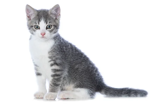 Schattig Tabby Kitten Geïsoleerd Wit Zoek Naar Camera — Stockfoto