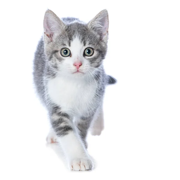 Niedliches Gestromtes Kätzchen Isoliert Auf Weiß Das Die Kamera Schaut — Stockfoto