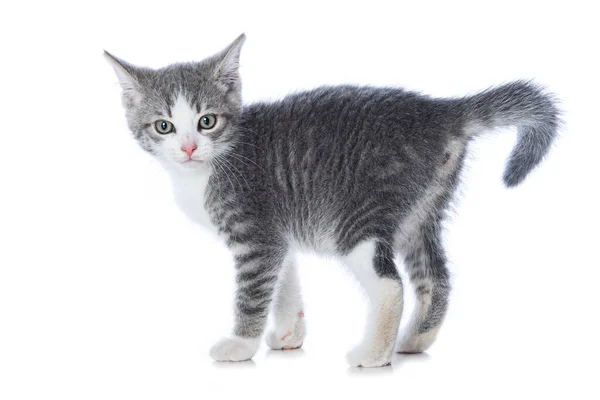 Cute Tabby Kitten Isolated White Looking Camera — Stock Photo, Image