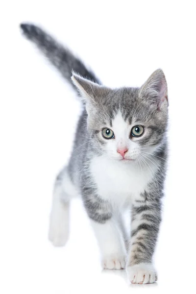 Kucing Tabby Lucu Terisolasi Pada Putih Melihat Kamera — Stok Foto