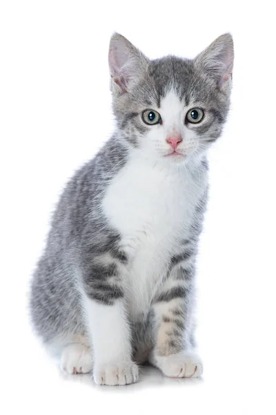 Roztomilé Tabby Kotě Izolované Bílém Pohledu Kamery — Stock fotografie